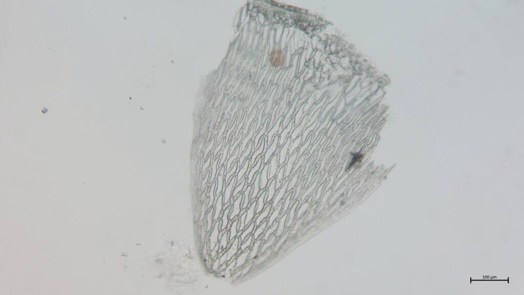Stammblatt von Sphagnum angustifolium