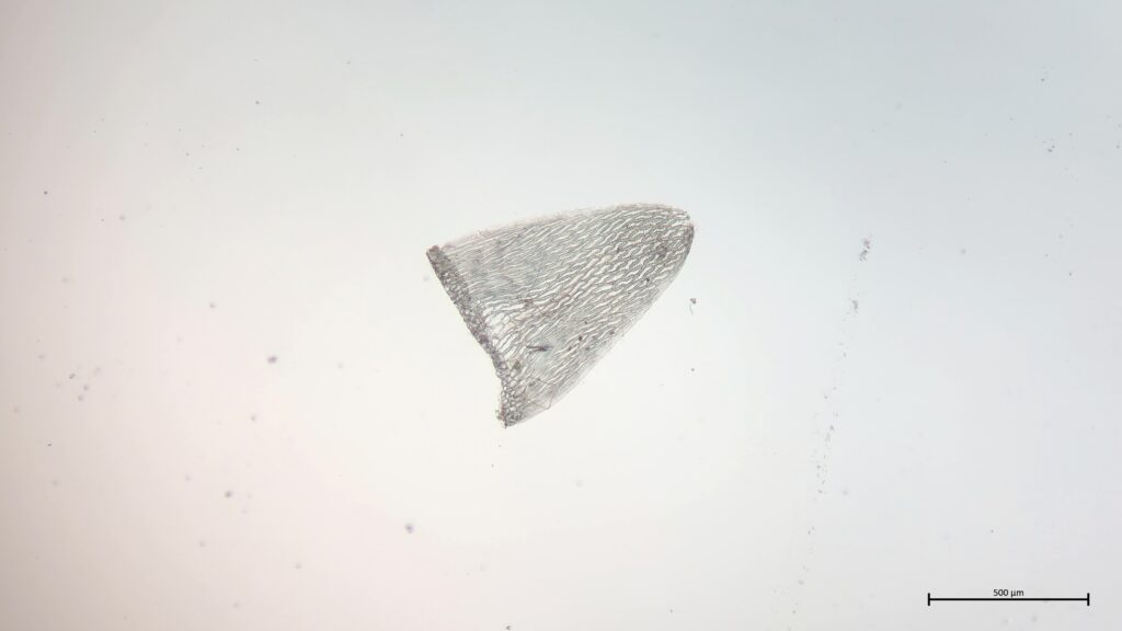 Stammblatt von Sphagnum angustifolium