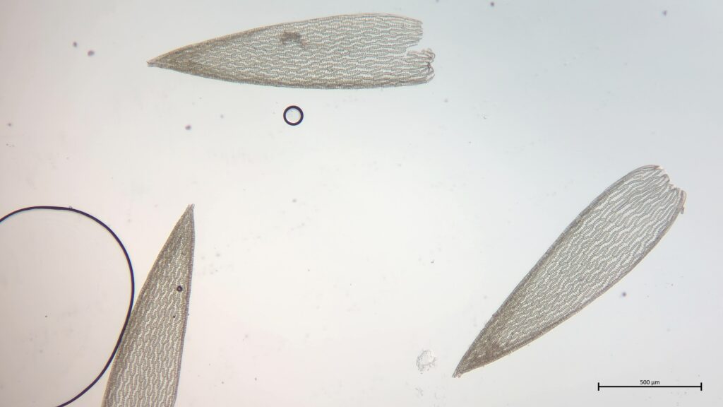 Astblatt von Sphagnum angustifolium