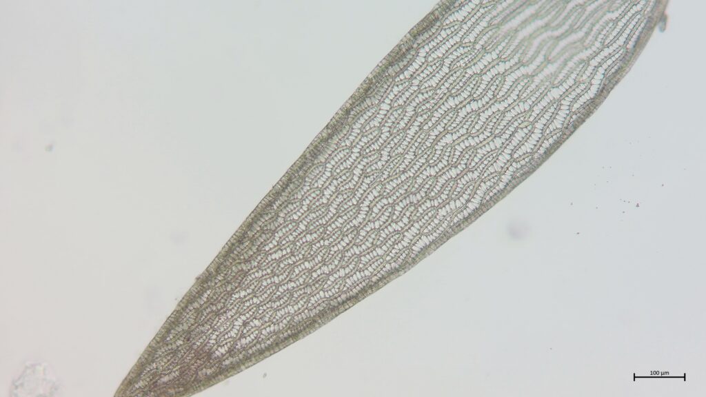 Astblatt von Sphagnum angustifolium