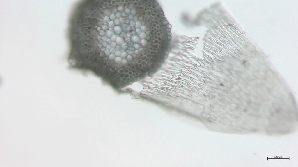 Stammquerschnitt von Sphagnum angustifolium
