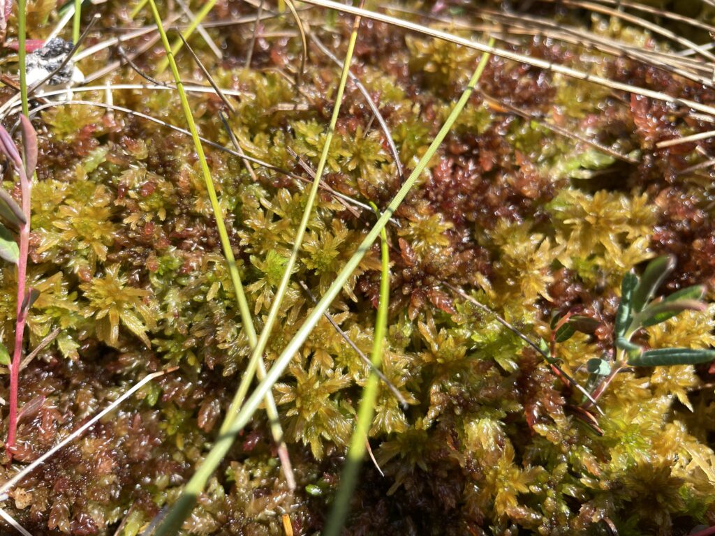 Sphagnum balticum