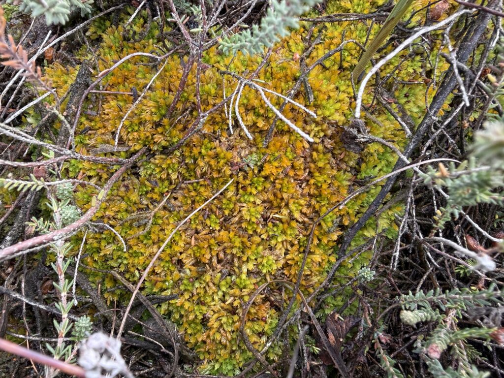 Sphagnum compactum
