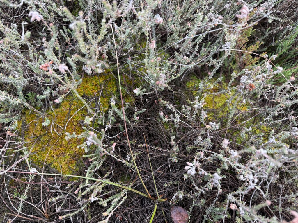 Sphagnum compactum