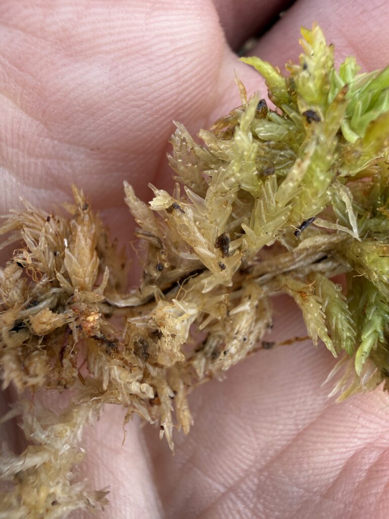 Sphagnum compactum
