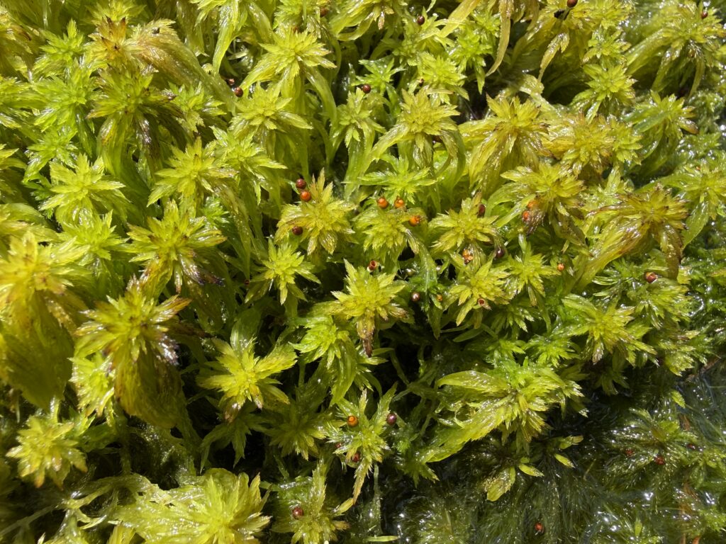 Sphagnum cuspidatum