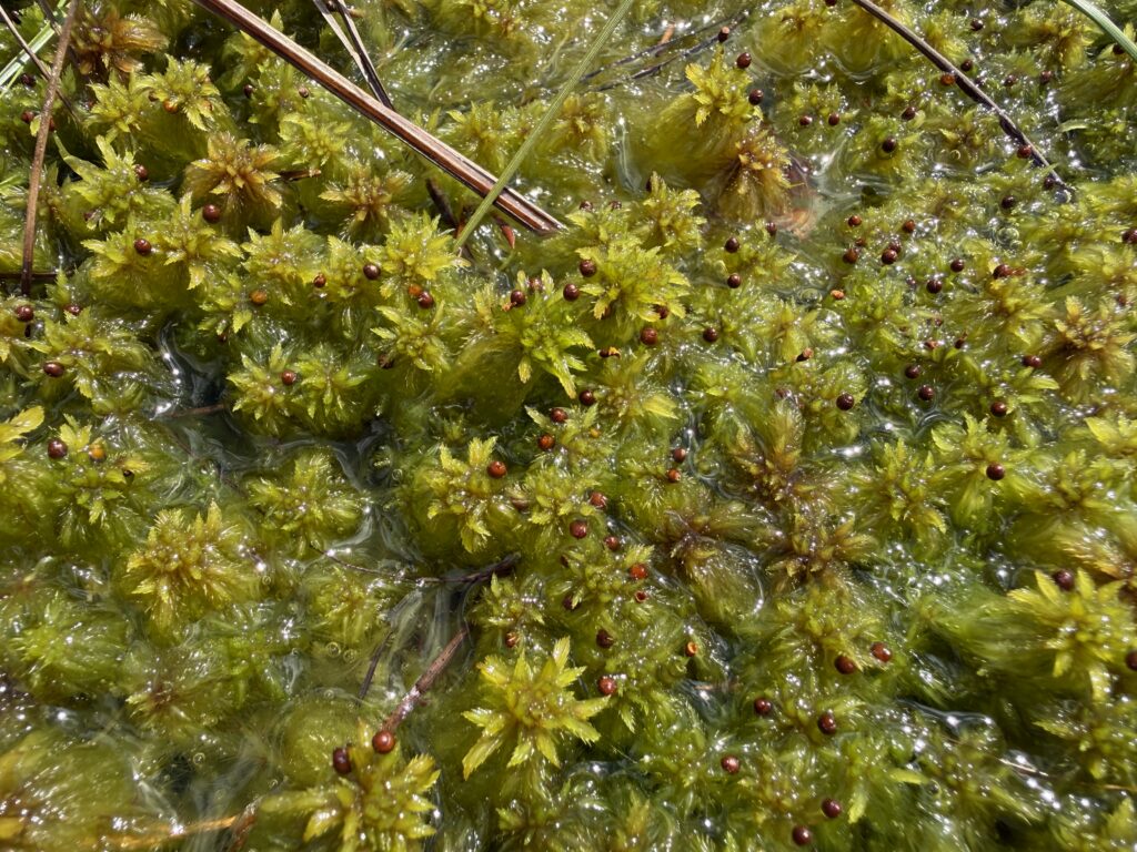 Sphagnum cuspidatum