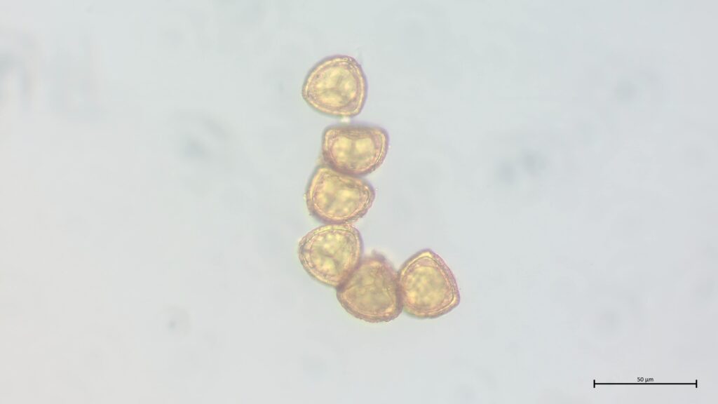 Sphagnum cuspidatum Sporen