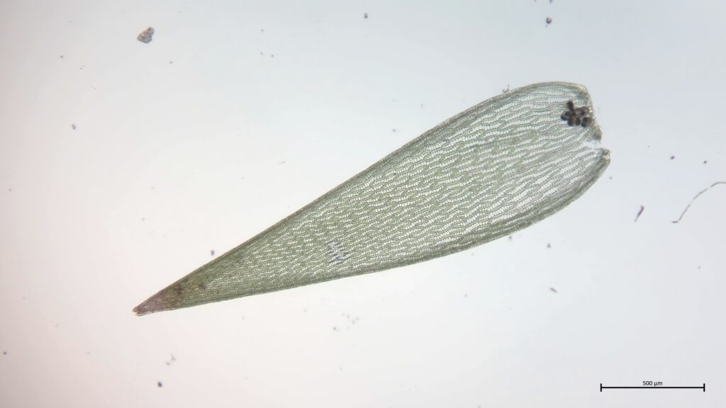 Sphagnum cuspidatum Astblatt