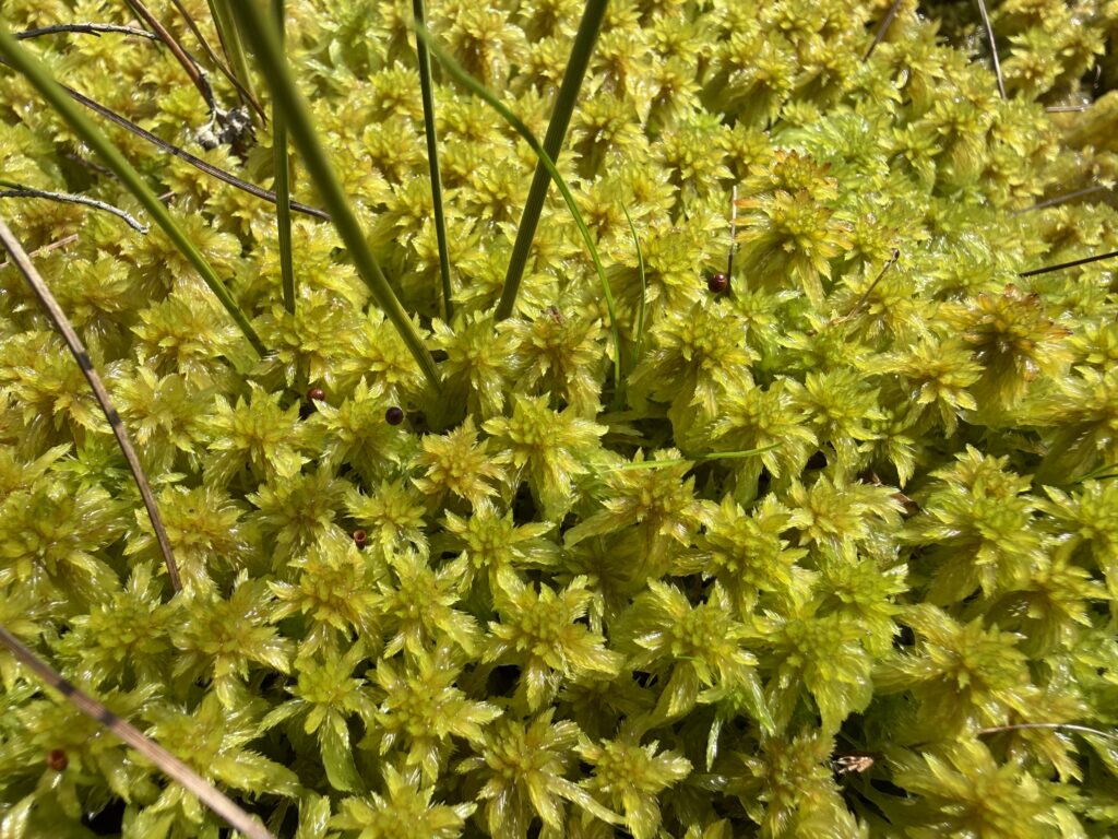 Sphagnum cuspidatum