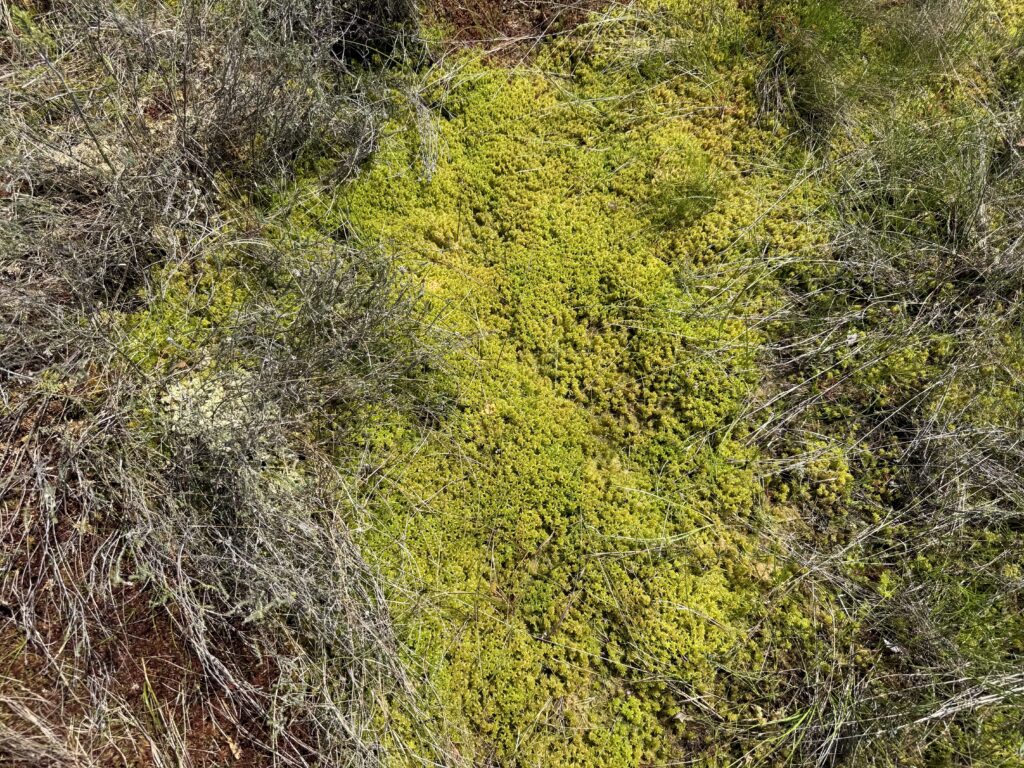 Sphagnum cuspidatum