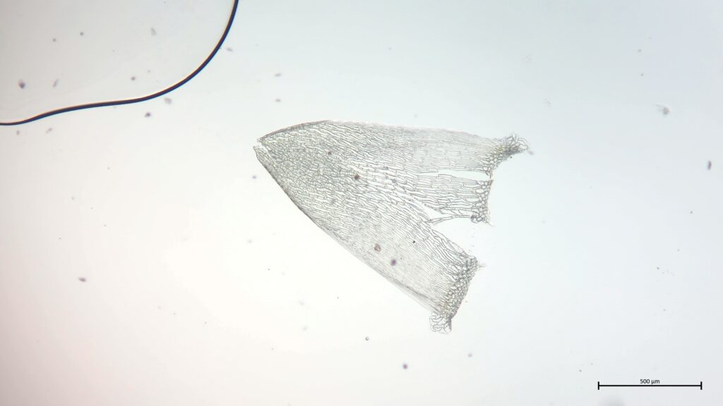 Sphagnum cuspidatum Stammblatt