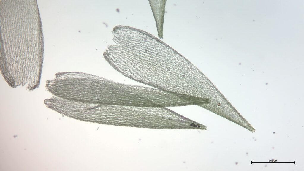 Sphagnum cuspidatum Astblatt