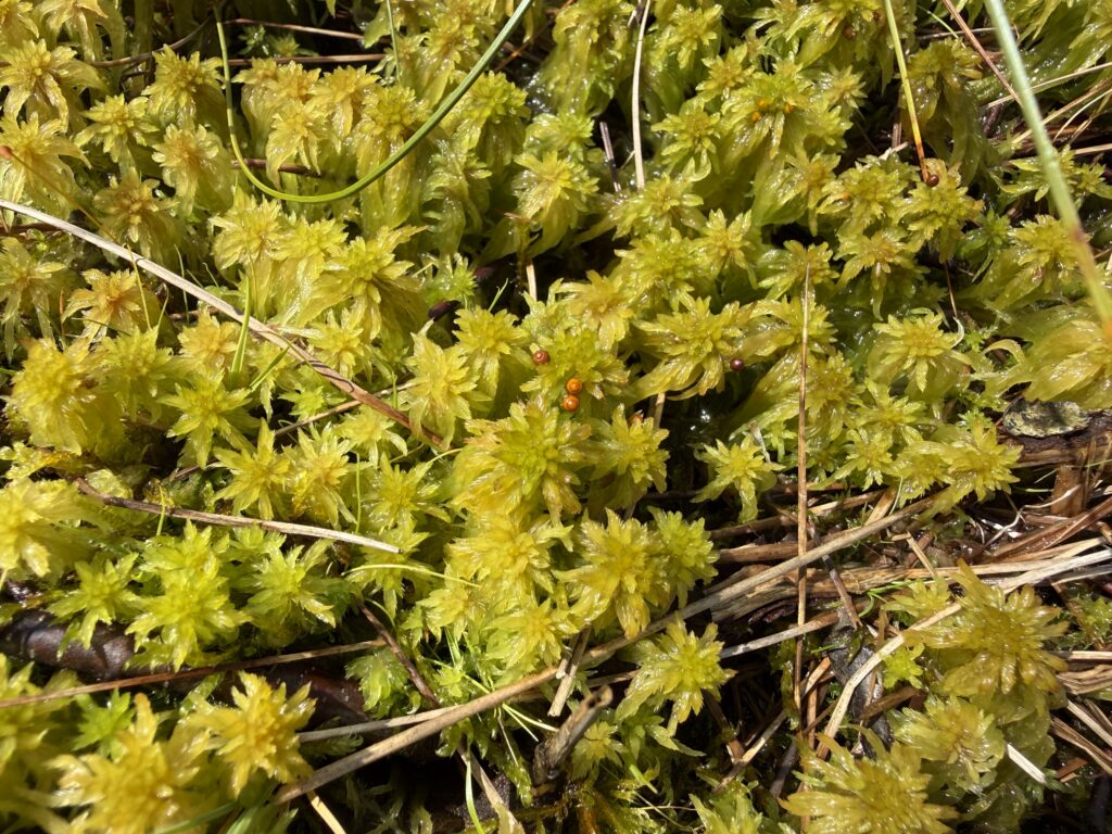 Sphagnum cuspidatum