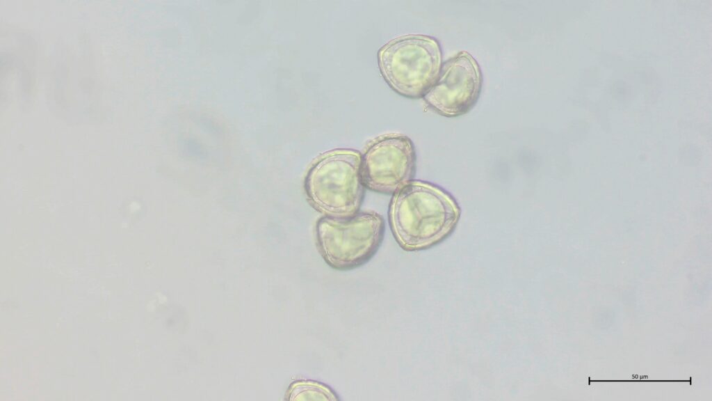 Sphagnum cuspidatum Sporen