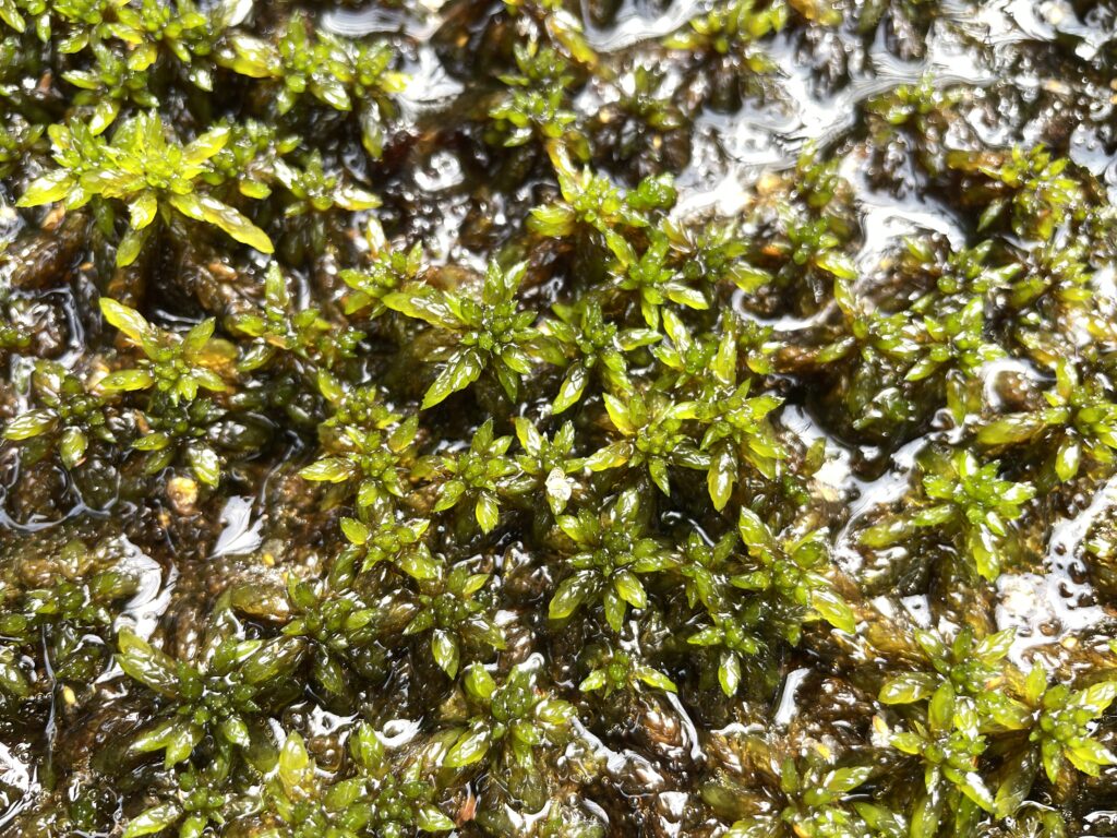 Sphagnum denticulatum