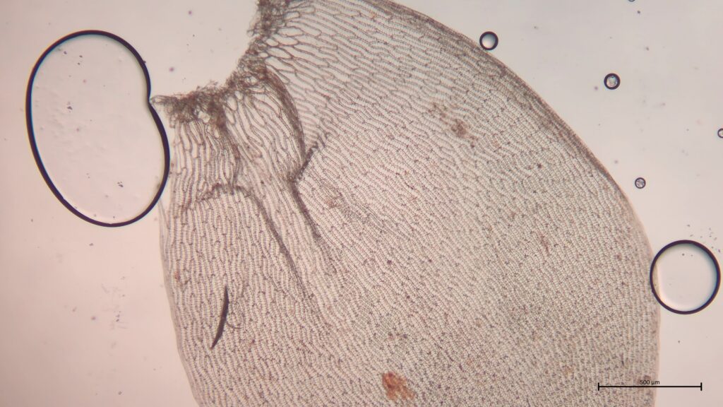 Stammblatt von Sphagnum denticulatum