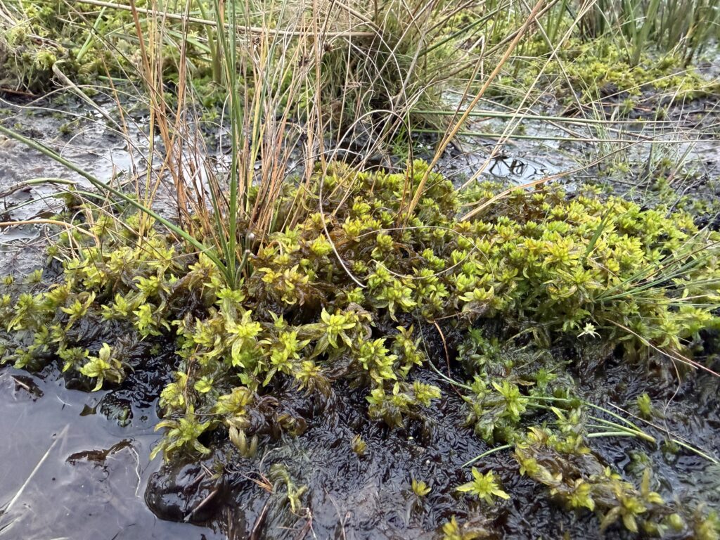 Sphagnum denticulatum