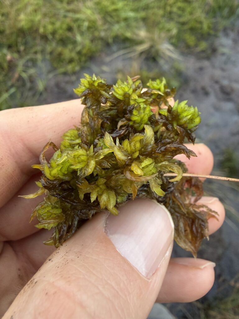 Sphagnum denticulatum