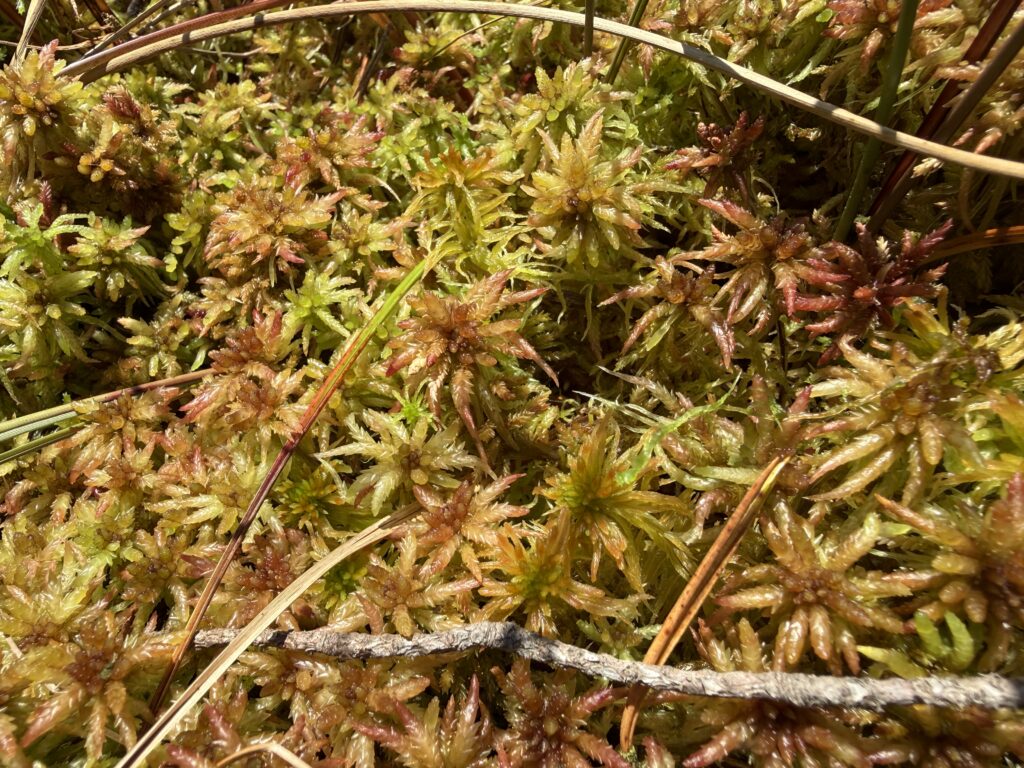 Sphagnum divinum