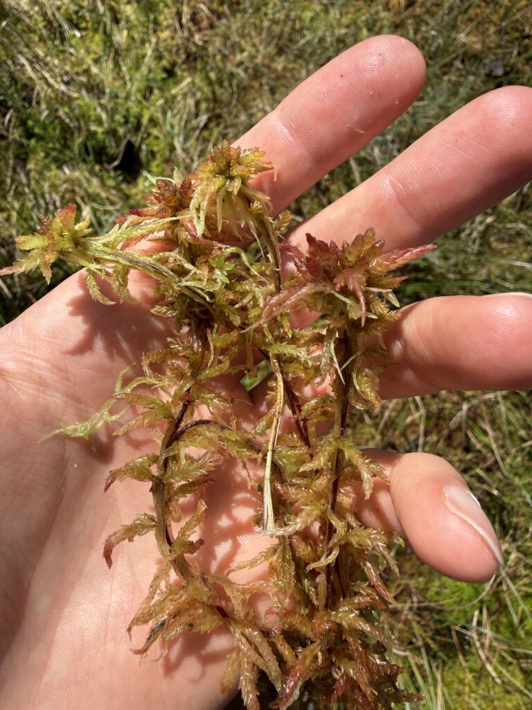 Sphagnum divinum