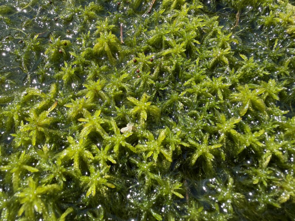 Sphagnum fallax flutend