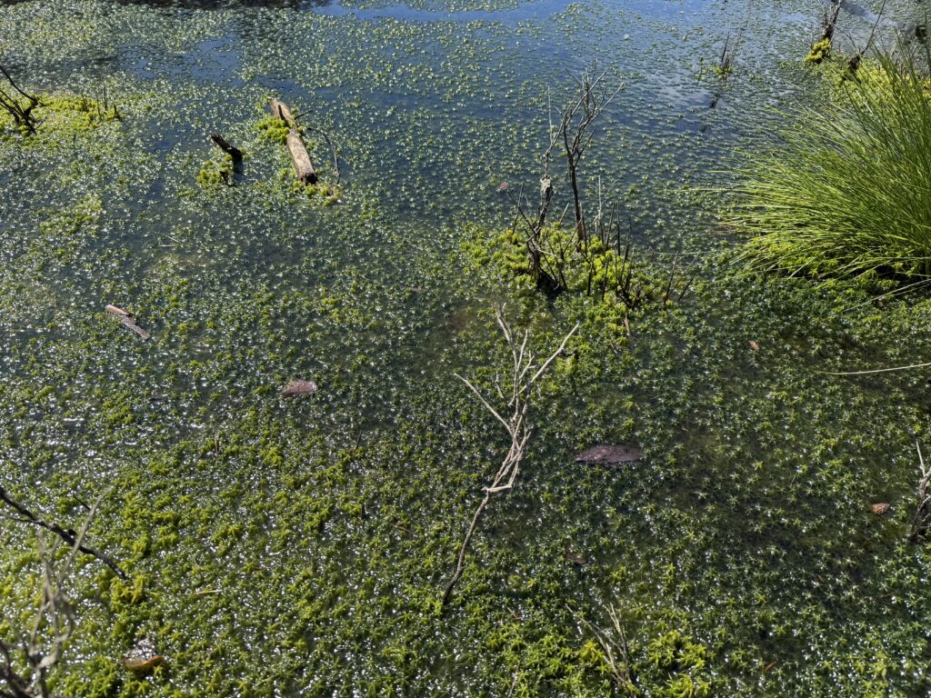 Sphagnum fallax flutend