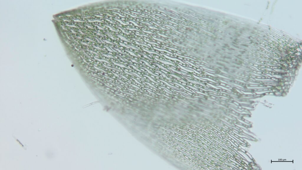 Sphagnum fallax Stammblatt