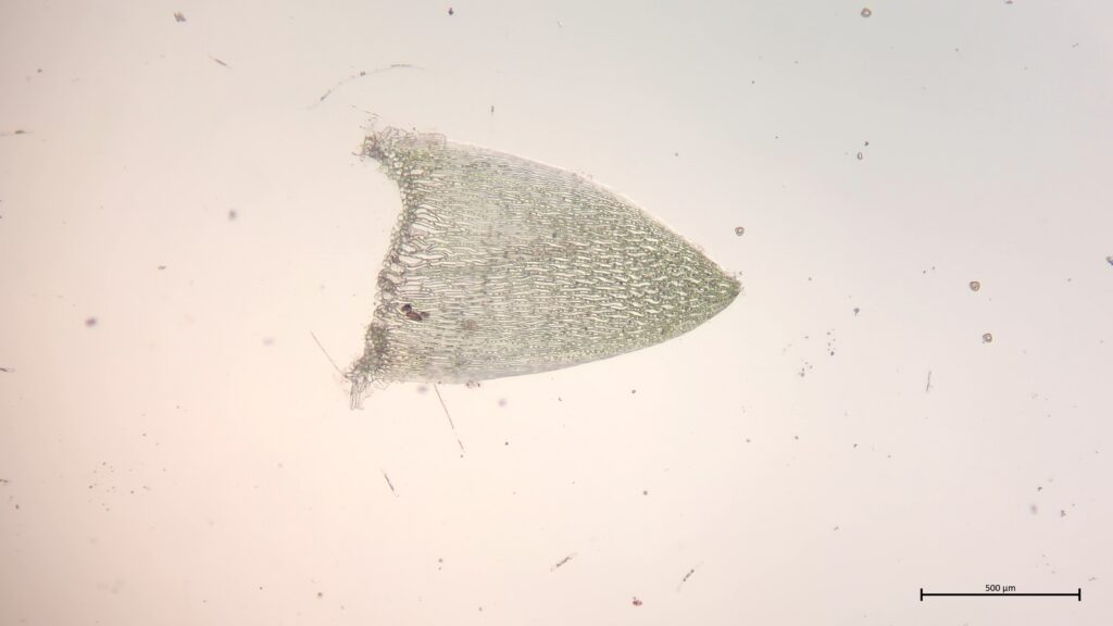 Sphagnum fallax Stammblatt