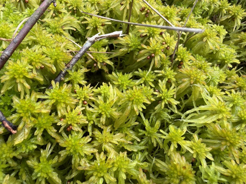 Sphagnum fallax