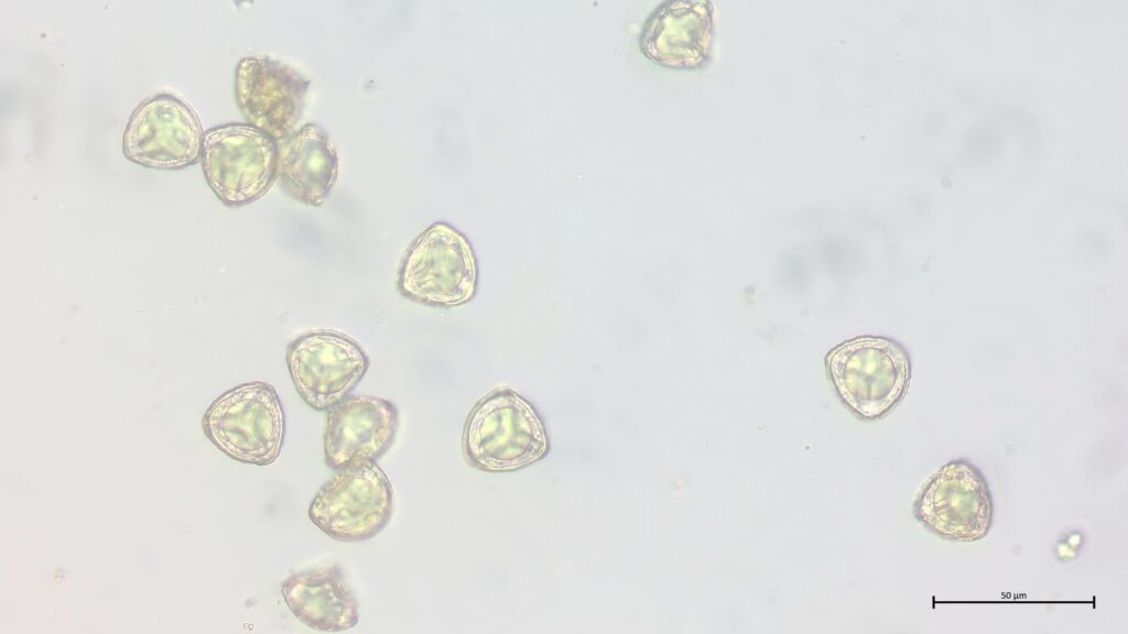 Sphagnum fallax Sporen
