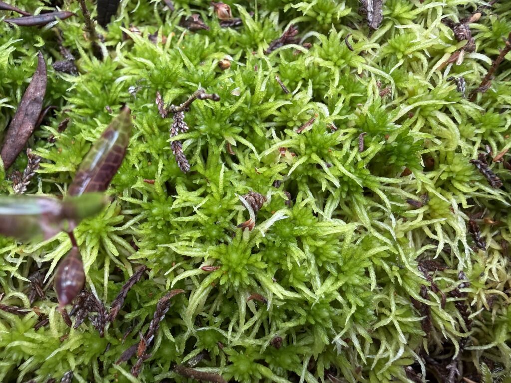 Sphagnum fimbriatum