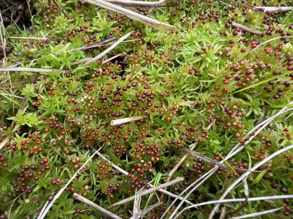 Sphagnum fimbriatum Sporophyten