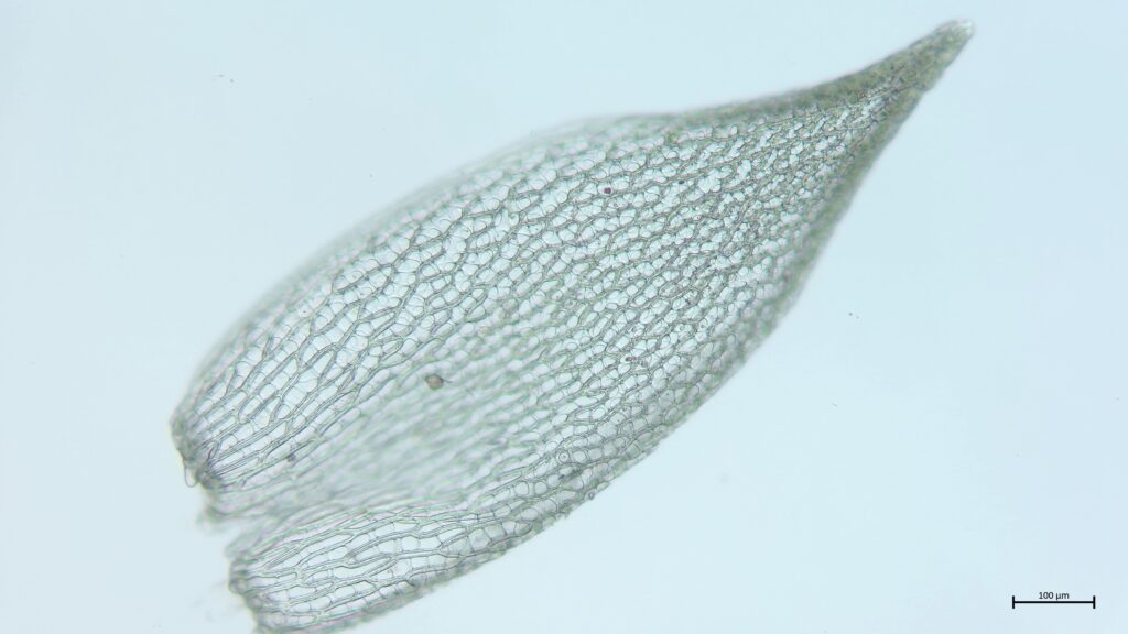 Sphagnum fimbriatum Astblatt