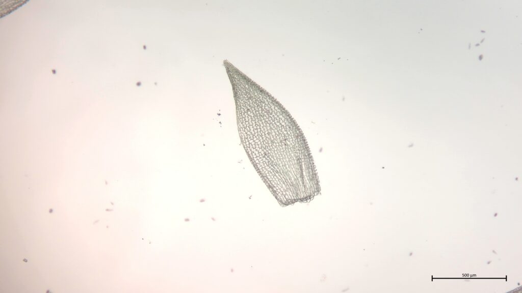 Sphagnum fimbriatum Astblatt
