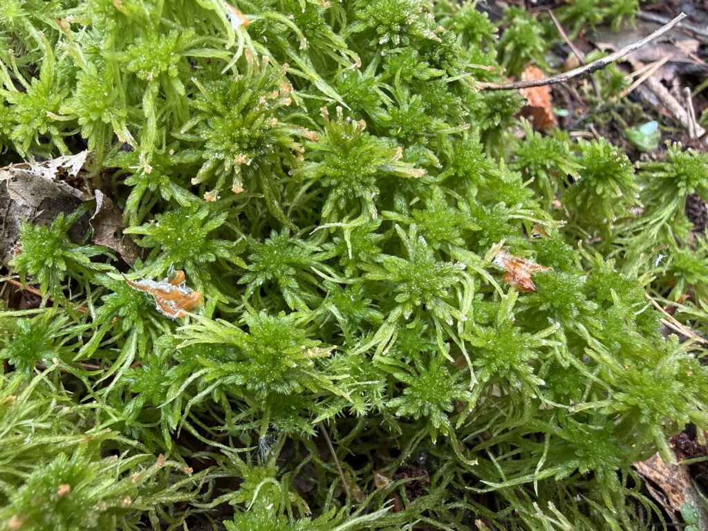 Sphagnum flexuosum