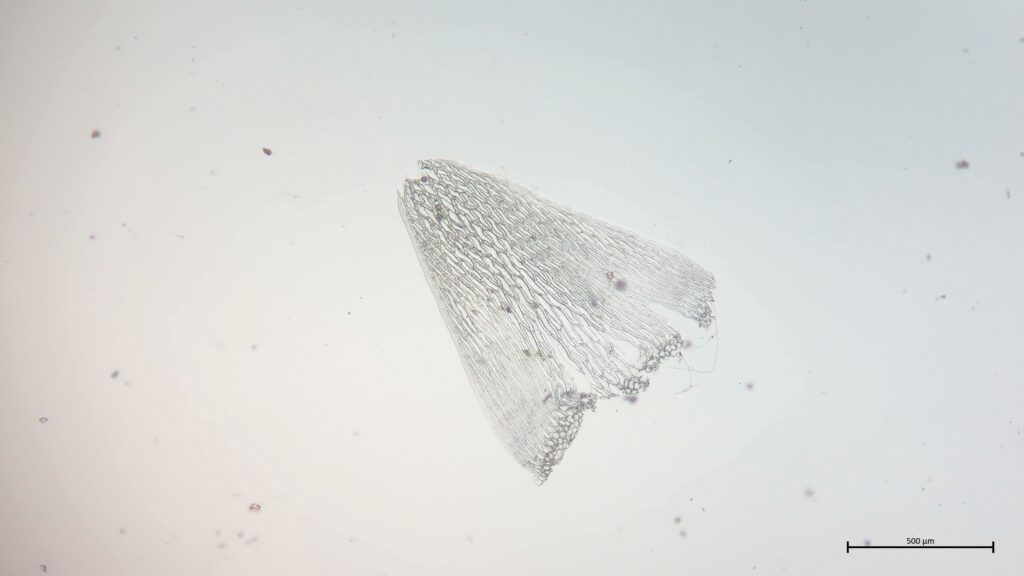 Stammblatt Sphagnum flexuosum