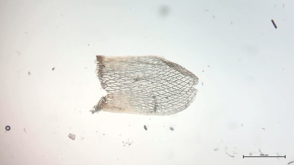Sphagnum fuscum Stammblatt