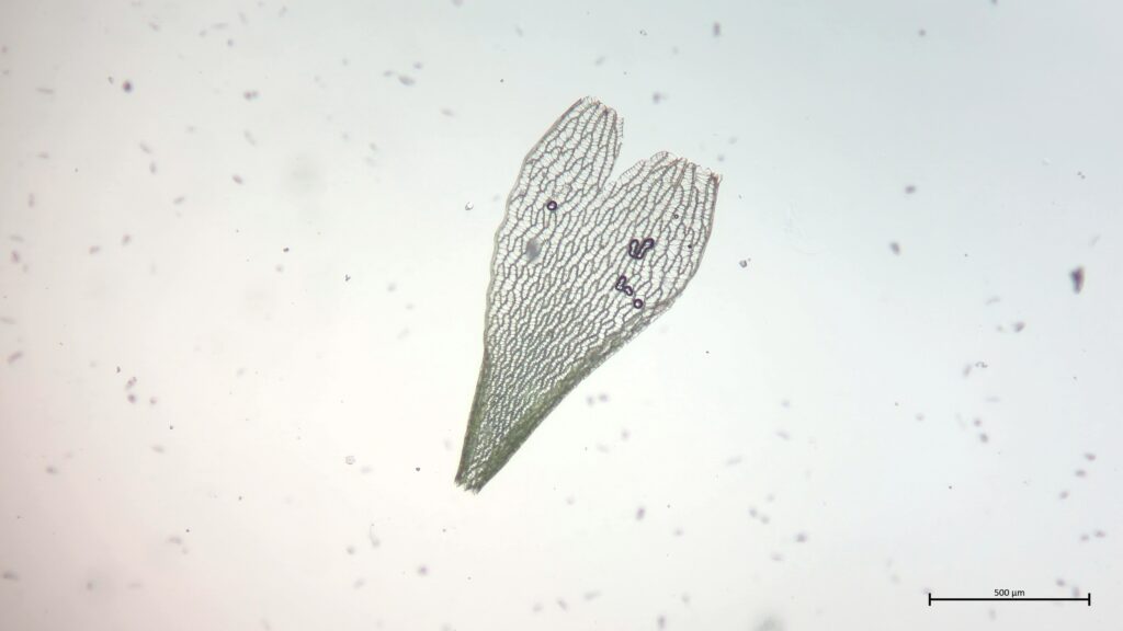 Sphagnum fuscum Astblatt