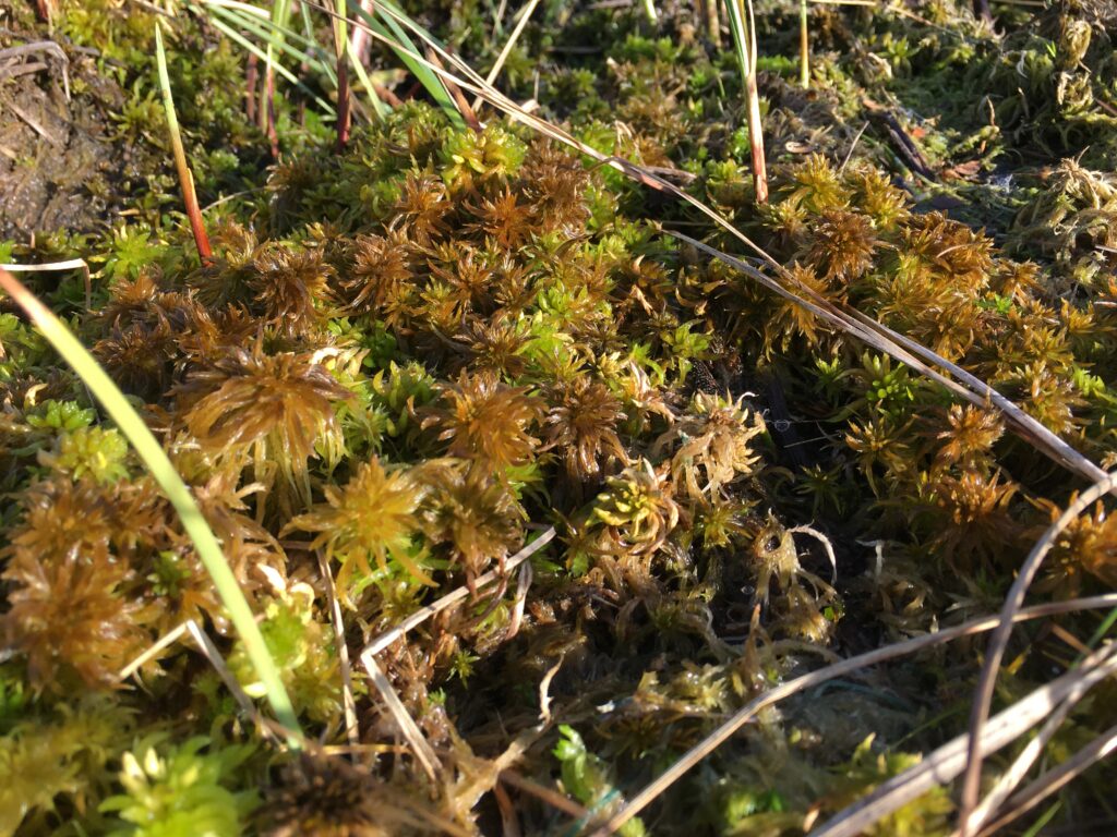 Sphagnum majus bei Hannover