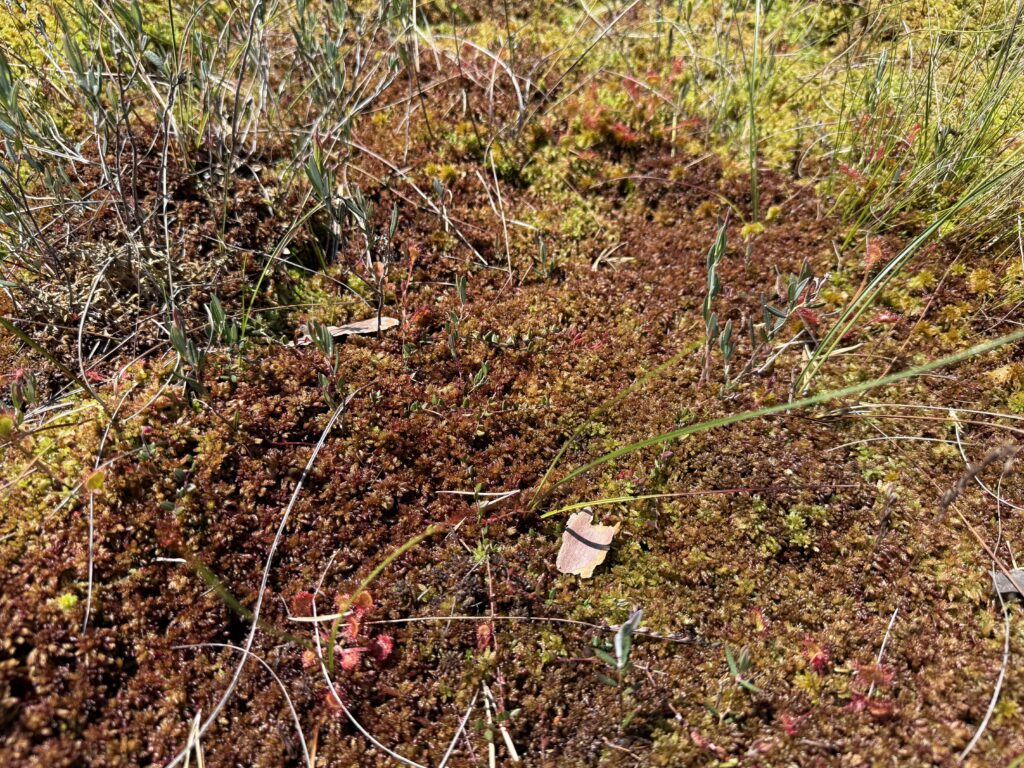 Sphagnum medium Rasen
