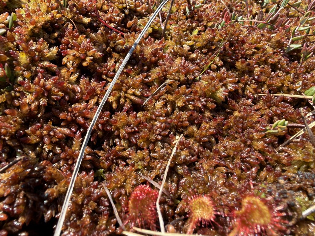 Sphagnum medium