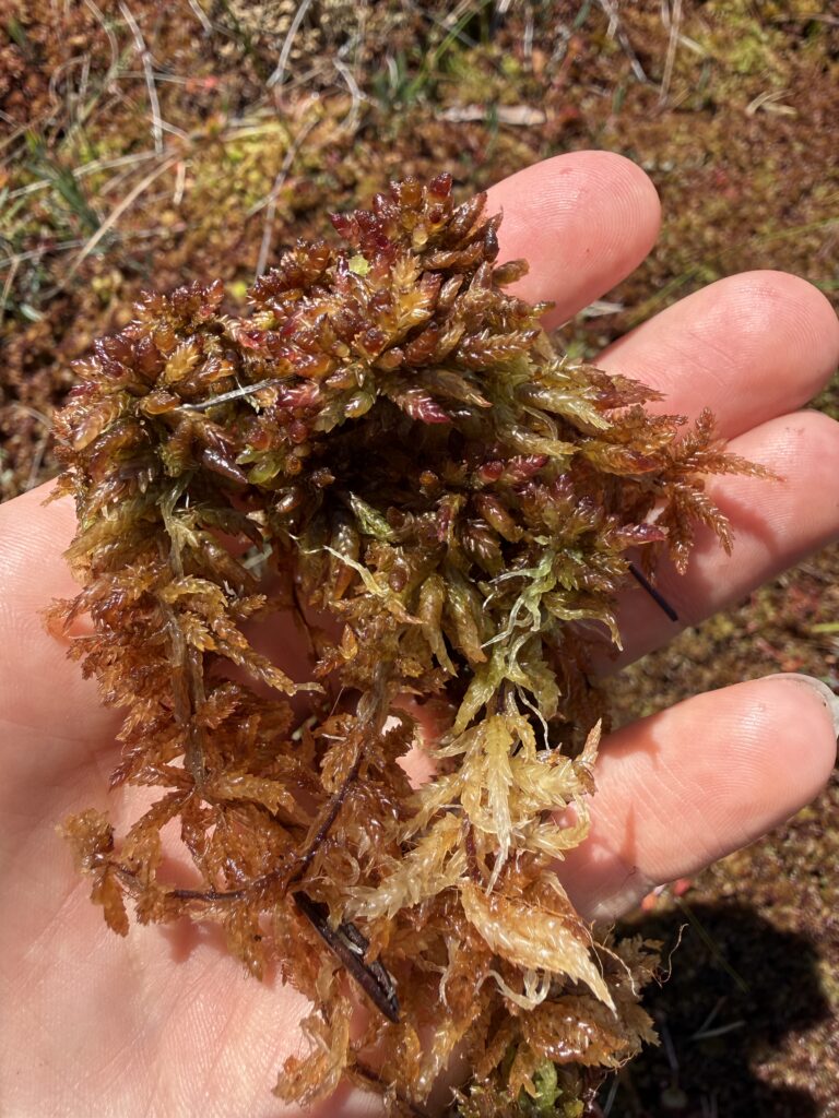 Sphagnum medium