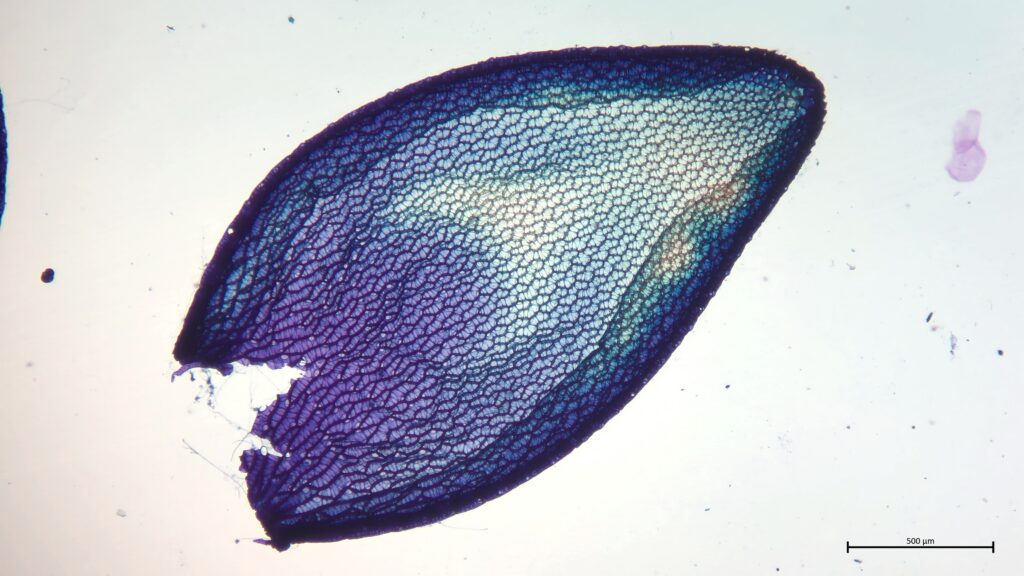 Sphagnum medium Astblatt