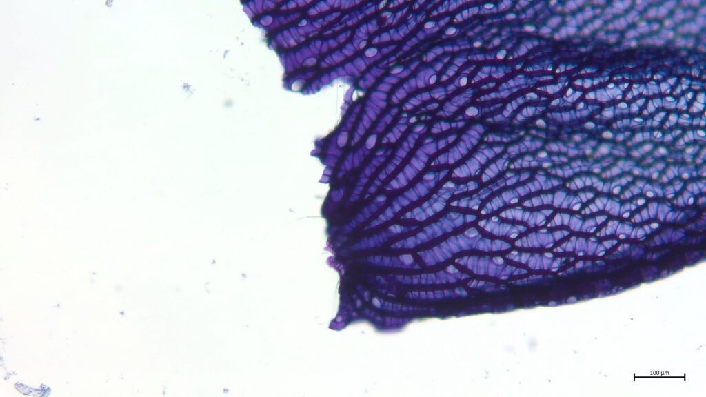 Sphagnum medium Astblatt Poren
