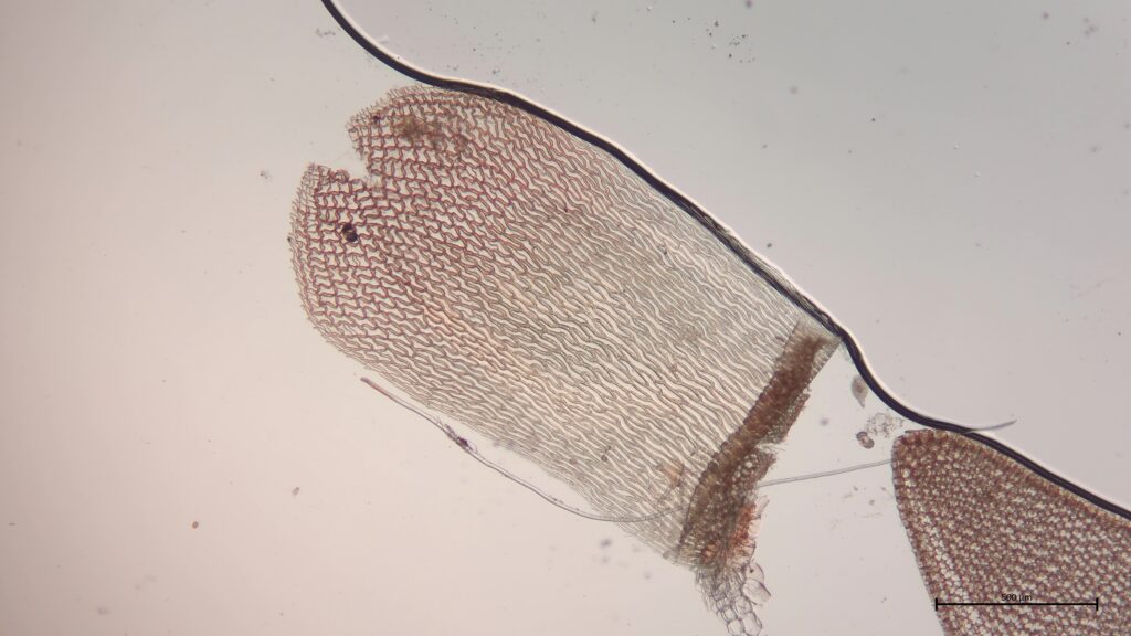 Sphagnum medium Stammblatt