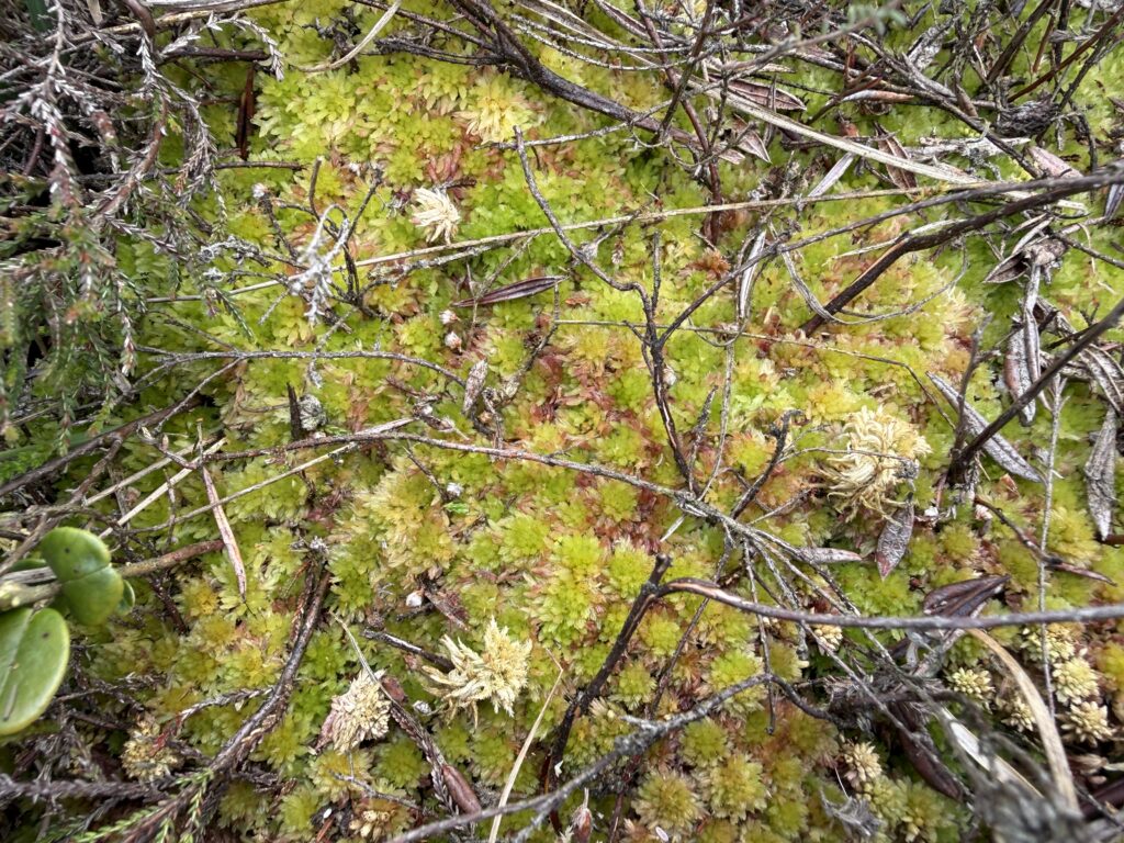 Sphagnum molle