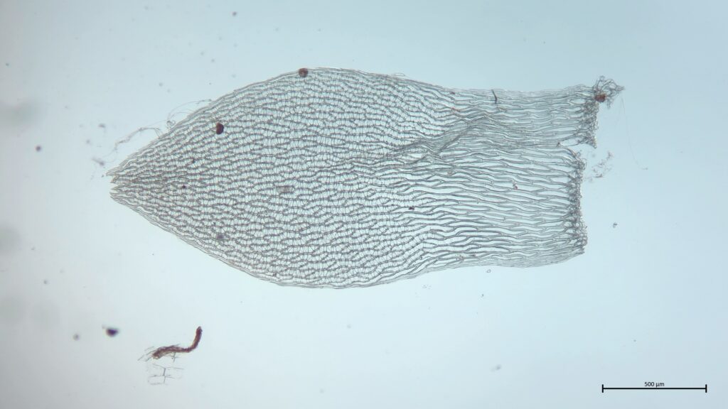 Sphagnum molle Stammblatt