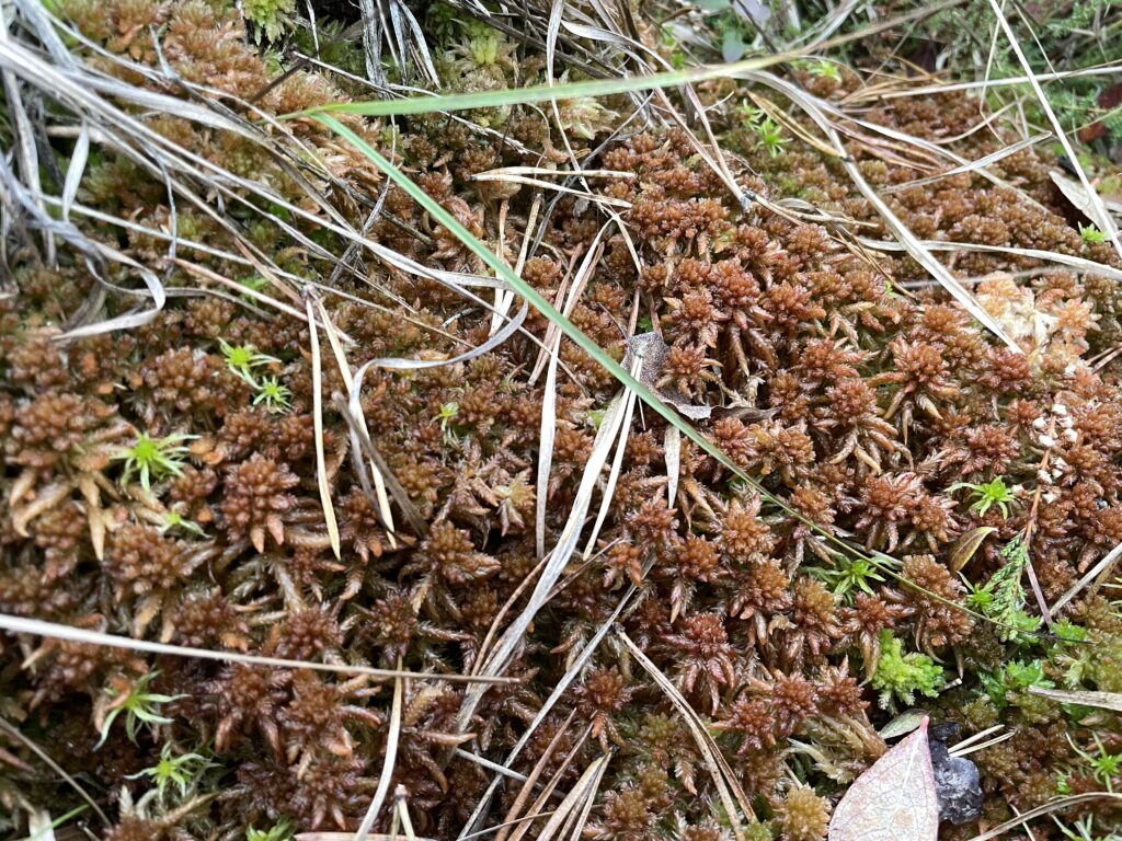 Sphagnum palustre