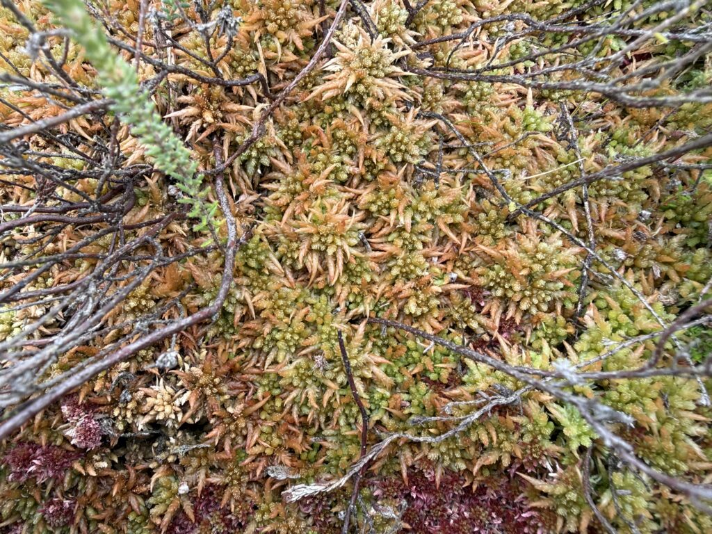 Sphagnum palustre